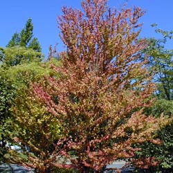 Cercidiphyllum  japonicum